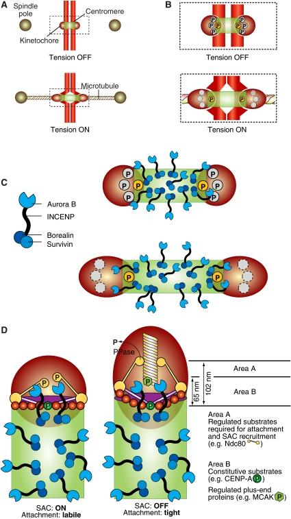 https://cdn.ncbi.nlm.nih.gov/pmc/blobs/c7c5/2738693/11c4cc7a1bc7/emboj2009173f9.jpg