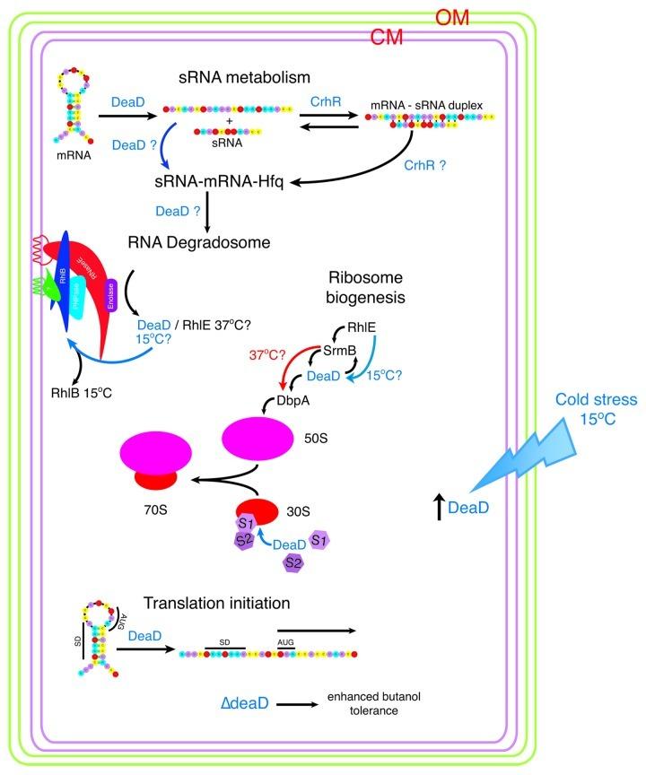 https://cdn.ncbi.nlm.nih.gov/pmc/blobs/c7c6/3590241/fe7c5340f14d/rna-10-96-g5.jpg