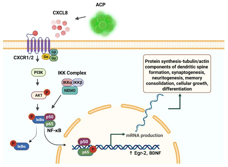 https://cdn.ncbi.nlm.nih.gov/pmc/blobs/c7cf/12346536/9f66c34da7bd/cells-14-01163-g003.jpg