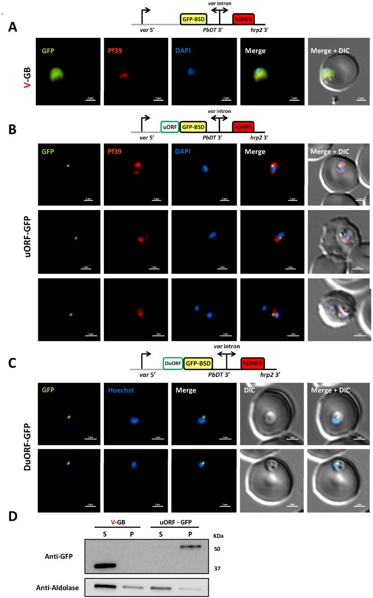 https://cdn.ncbi.nlm.nih.gov/pmc/blobs/c7fa/6007598/3c1ceb0b82dc/gky178fig4.jpg