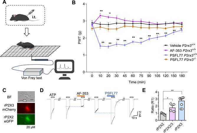 https://cdn.ncbi.nlm.nih.gov/pmc/blobs/c817/11372093/e6f7cf6116c1/41467_2024_51815_Fig7_HTML.jpg