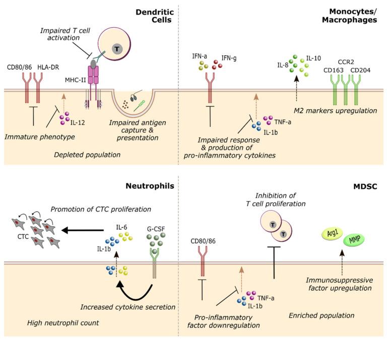 https://cdn.ncbi.nlm.nih.gov/pmc/blobs/c862/8001103/33c9e859e248/cancers-13-01305-g002.jpg