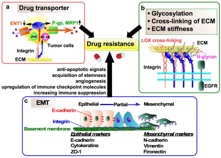 https://cdn.ncbi.nlm.nih.gov/pmc/blobs/c870/11989024/08315eef4078/ijms-26-03143-g004.jpg