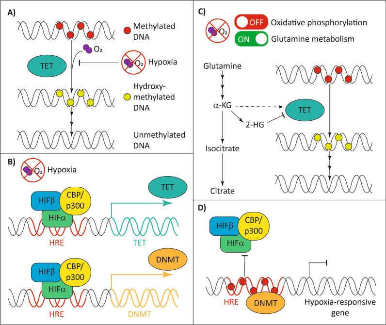 https://cdn.ncbi.nlm.nih.gov/pmc/blobs/c873/10500762/339febdc3ad3/13148_2023_1566_Fig2_HTML.jpg