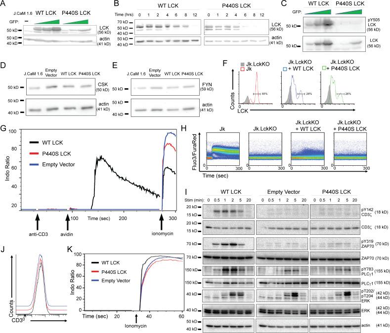 https://cdn.ncbi.nlm.nih.gov/pmc/blobs/c8c4/10644909/6a566a0f6476/JEM_20230927_FigS2.jpg