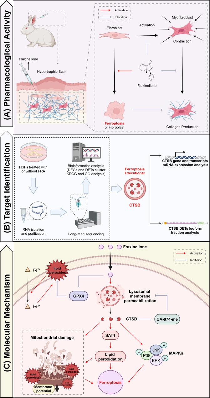 https://cdn.ncbi.nlm.nih.gov/pmc/blobs/c8dc/11796038/953020f94aa7/13062_2025_610_Fig8_HTML.jpg