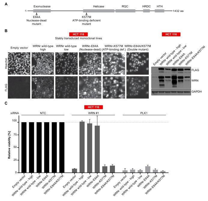 https://cdn.ncbi.nlm.nih.gov/pmc/blobs/c8eb/6435321/814ce11d4323/elife-43333-fig4.jpg