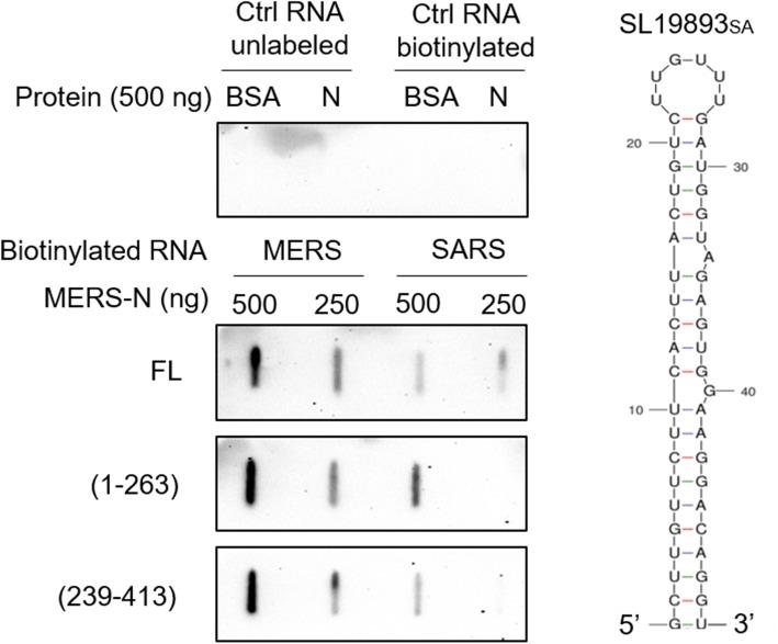 https://cdn.ncbi.nlm.nih.gov/pmc/blobs/c90c/5966903/fa54553b045b/12929_2018_449_Fig6_HTML.jpg