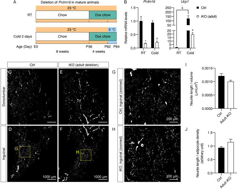 https://cdn.ncbi.nlm.nih.gov/pmc/blobs/c933/7990502/037fceaca04f/elife-64693-fig5.jpg