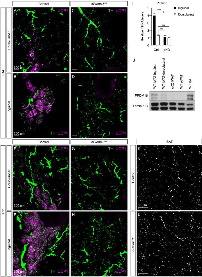 https://cdn.ncbi.nlm.nih.gov/pmc/blobs/c933/7990502/04e1b5a58b74/elife-64693-fig3-figsupp2.jpg
