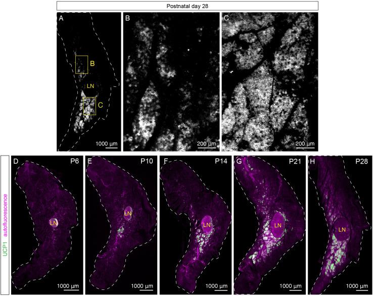 https://cdn.ncbi.nlm.nih.gov/pmc/blobs/c933/7990502/b7341f54e66e/elife-64693-fig2-figsupp1.jpg