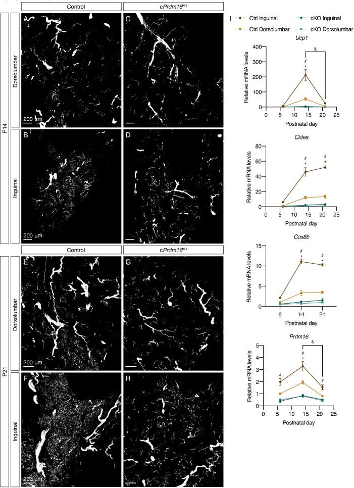 https://cdn.ncbi.nlm.nih.gov/pmc/blobs/c933/7990502/bca905ab8f11/elife-64693-fig3.jpg