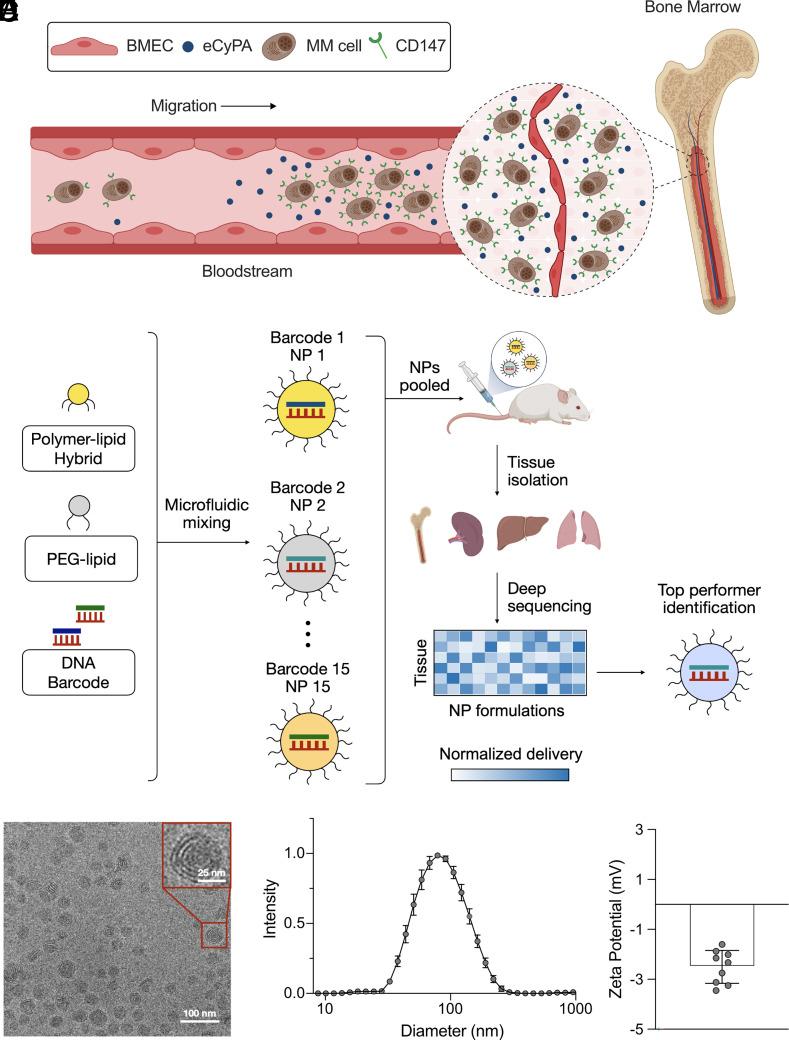 https://cdn.ncbi.nlm.nih.gov/pmc/blobs/c97f/10288566/65fc6fdb9a50/pnas.2215711120fig01.jpg