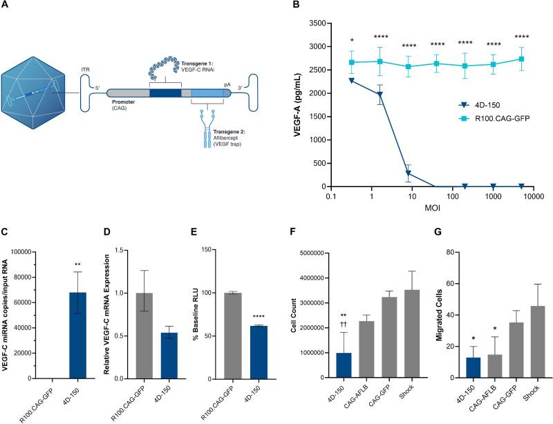 https://cdn.ncbi.nlm.nih.gov/pmc/blobs/c987/11614000/e6398e51632c/iovs-65-14-1-f006.jpg