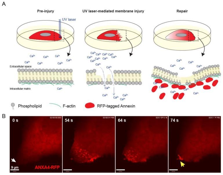 https://cdn.ncbi.nlm.nih.gov/pmc/blobs/c9ac/7226303/5d223f1c6df3/cells-09-01029-g004.jpg
