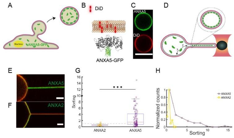 https://cdn.ncbi.nlm.nih.gov/pmc/blobs/c9ac/7226303/77a53b4786f6/cells-09-01029-g002.jpg