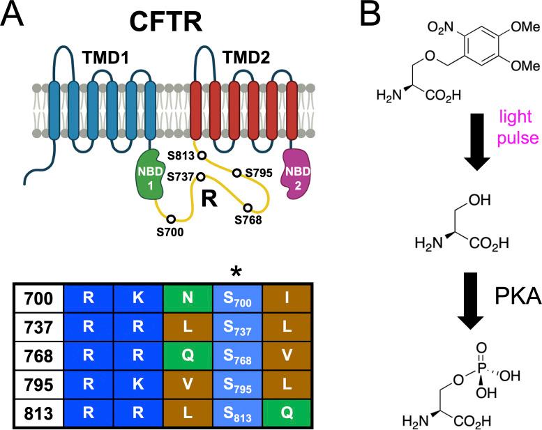https://cdn.ncbi.nlm.nih.gov/pmc/blobs/c9c1/9930130/9d85b066d50c/JGP_202213216_Fig1.jpg