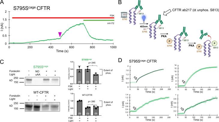 https://cdn.ncbi.nlm.nih.gov/pmc/blobs/c9c1/9930130/d64b050620d7/JGP_202213216_Fig5.jpg