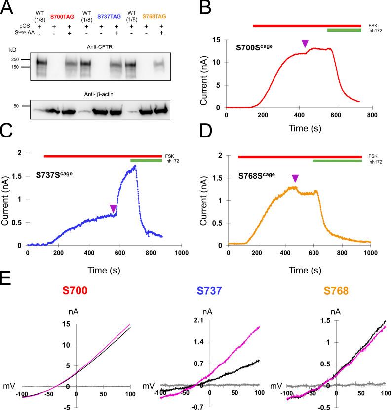 https://cdn.ncbi.nlm.nih.gov/pmc/blobs/c9c1/9930130/d9a2d19c8ba6/JGP_202213216_Fig4.jpg