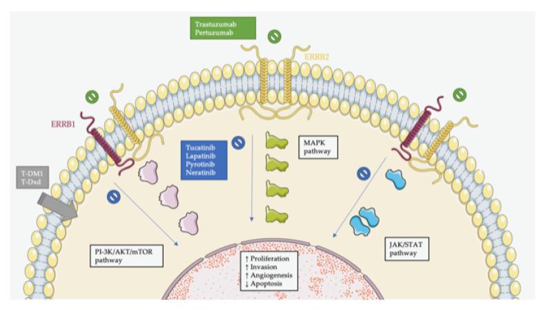 https://cdn.ncbi.nlm.nih.gov/pmc/blobs/c9f0/9367374/706bf962067b/cancers-14-03718-g001.jpg