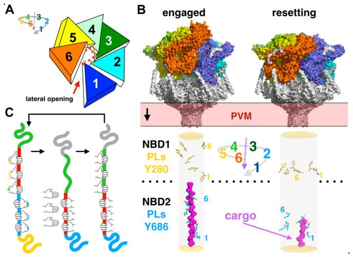 https://cdn.ncbi.nlm.nih.gov/pmc/blobs/ca09/7355975/83c2be675560/microorganisms-08-00865-g006.jpg