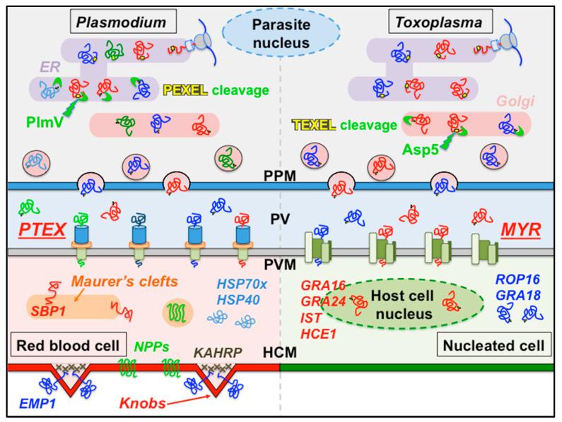 https://cdn.ncbi.nlm.nih.gov/pmc/blobs/ca09/7355975/bf6d175ec7e1/microorganisms-08-00865-g001.jpg