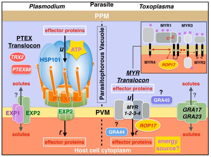 https://cdn.ncbi.nlm.nih.gov/pmc/blobs/ca09/7355975/fcdf98371e34/microorganisms-08-00865-g010.jpg