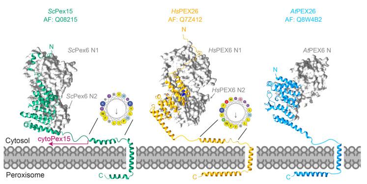 https://cdn.ncbi.nlm.nih.gov/pmc/blobs/ca11/9265785/269df97cac21/cells-11-02067-g005.jpg