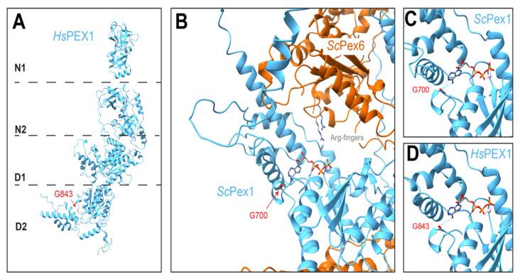 https://cdn.ncbi.nlm.nih.gov/pmc/blobs/ca11/9265785/58d6bd1e8c72/cells-11-02067-g007.jpg