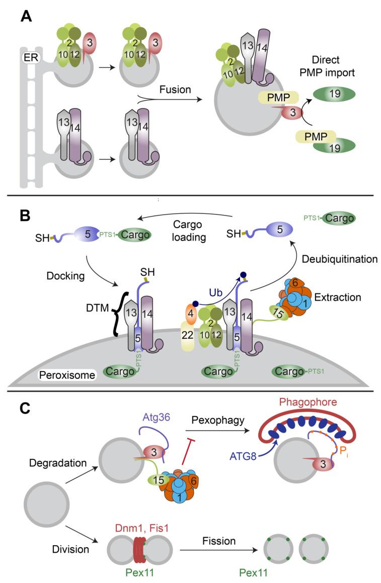 https://cdn.ncbi.nlm.nih.gov/pmc/blobs/ca11/9265785/9fd8c8a1e460/cells-11-02067-g001.jpg