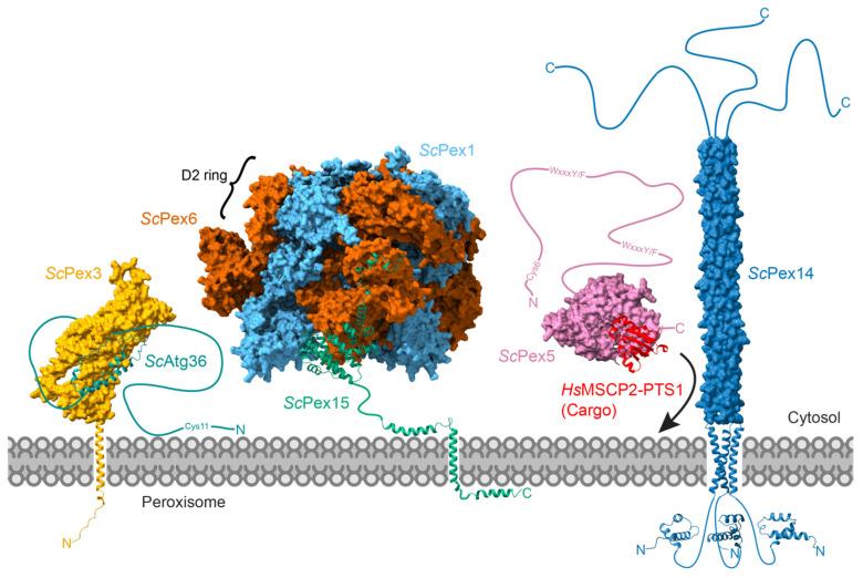 https://cdn.ncbi.nlm.nih.gov/pmc/blobs/ca11/9265785/bfc2cb75ab44/cells-11-02067-g006.jpg