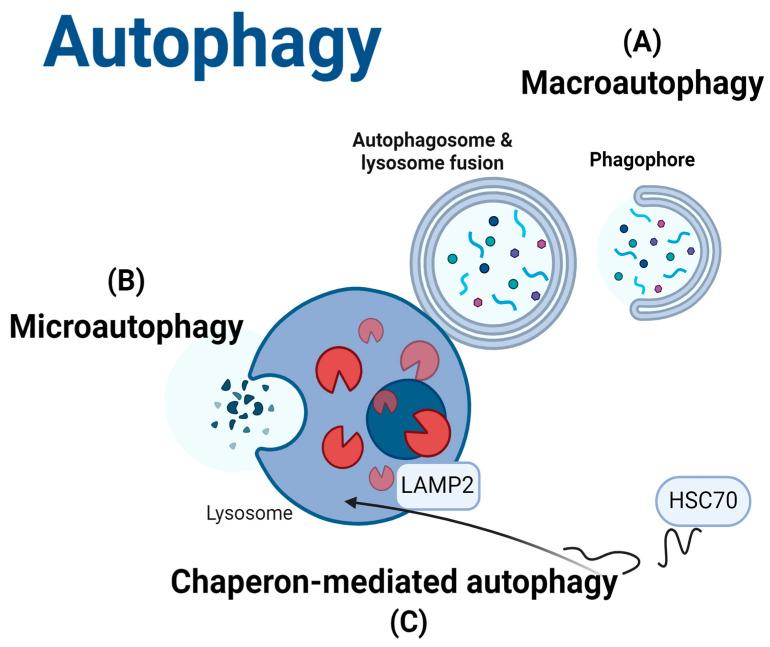 https://cdn.ncbi.nlm.nih.gov/pmc/blobs/ca1a/11941543/116f3f58ff80/cells-14-00418-g001.jpg