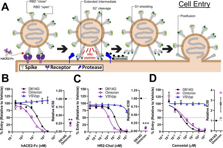 https://cdn.ncbi.nlm.nih.gov/pmc/blobs/ca2a/10470846/3474dcd44f06/mbio.00171-23.f001.jpg