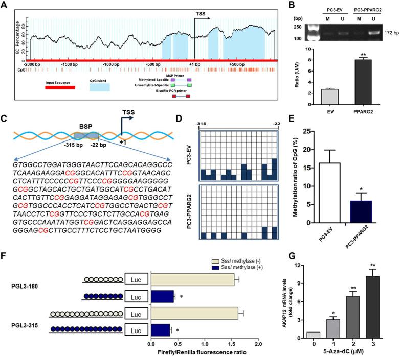 https://cdn.ncbi.nlm.nih.gov/pmc/blobs/ca48/8141057/0e0683525768/41419_2021_3820_Fig6_HTML.jpg