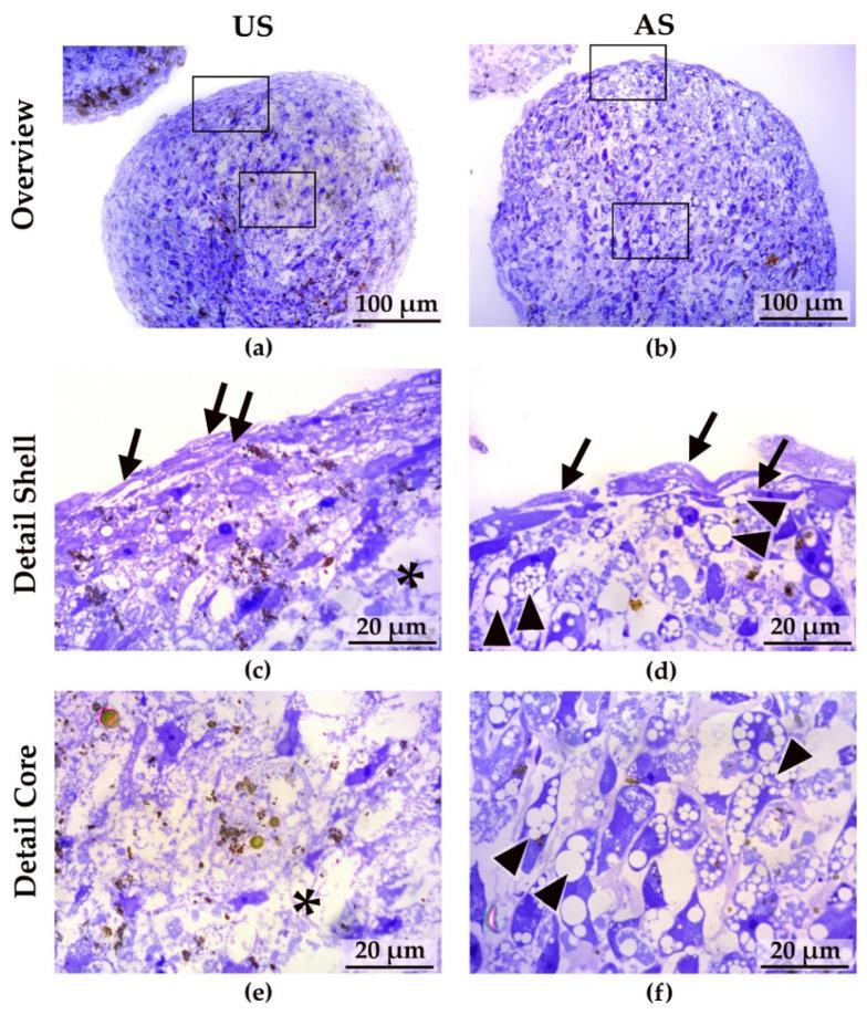 https://cdn.ncbi.nlm.nih.gov/pmc/blobs/ca77/9029885/1297bcda1273/cells-11-01313-g004.jpg