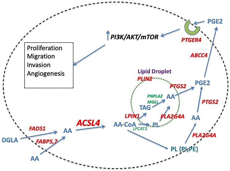 https://cdn.ncbi.nlm.nih.gov/pmc/blobs/cabc/10259258/8f13d0192a43/oncotarget-14-28453-g001.jpg