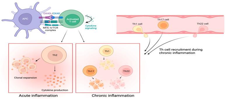 https://cdn.ncbi.nlm.nih.gov/pmc/blobs/caf7/11011471/009fd78183eb/cells-13-00587-g004.jpg