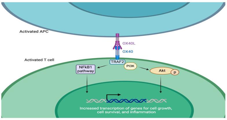 https://cdn.ncbi.nlm.nih.gov/pmc/blobs/caf7/11011471/54f9422e7a50/cells-13-00587-g002.jpg