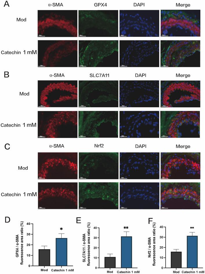 https://cdn.ncbi.nlm.nih.gov/pmc/blobs/cb05/12171153/594a354fea36/fnut-12-1594708-g0005.jpg