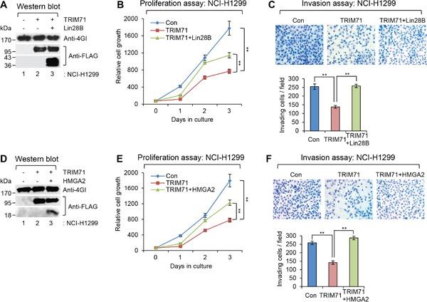 https://cdn.ncbi.nlm.nih.gov/pmc/blobs/cb0e/5346756/33da635c0e40/oncotarget-07-79854-g005.jpg