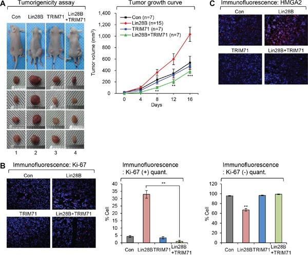 https://cdn.ncbi.nlm.nih.gov/pmc/blobs/cb0e/5346756/9fed87c38ec1/oncotarget-07-79854-g002.jpg