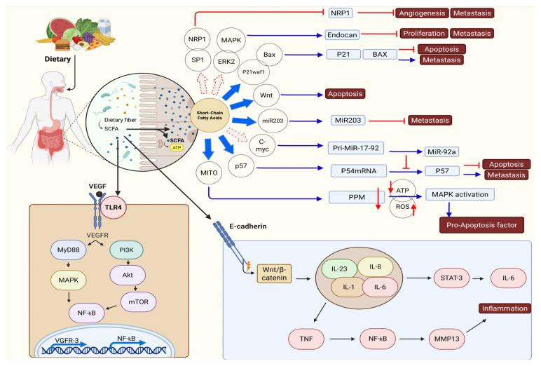 https://cdn.ncbi.nlm.nih.gov/pmc/blobs/cb53/12384441/c157ec9c449f/biomolecules-15-01165-g003.jpg