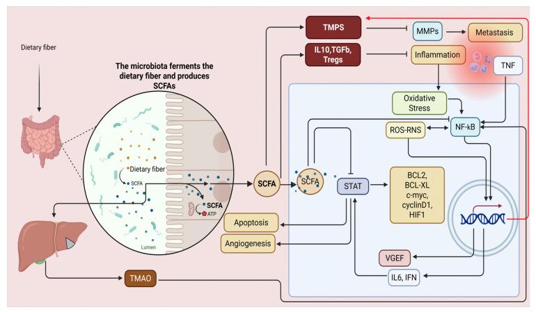 https://cdn.ncbi.nlm.nih.gov/pmc/blobs/cb53/12384441/ec377fa6d90c/biomolecules-15-01165-g002.jpg