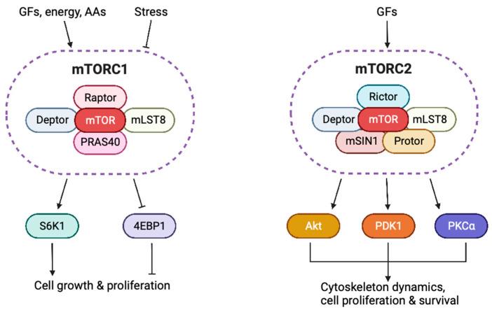 https://cdn.ncbi.nlm.nih.gov/pmc/blobs/cb6f/10416991/023bda560533/cells-12-02014-g001.jpg