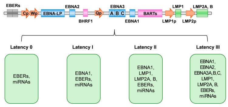 https://cdn.ncbi.nlm.nih.gov/pmc/blobs/cb91/11728759/b4802f493463/viruses-16-01965-g002.jpg