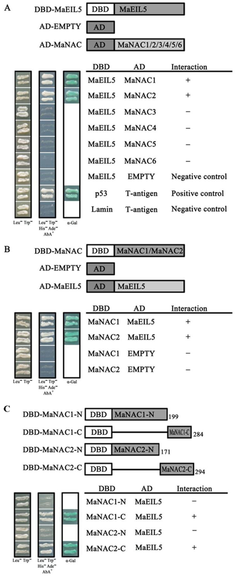 https://cdn.ncbi.nlm.nih.gov/pmc/blobs/cb99/3430993/724efaf170a7/exbotj_ers178_f0009.jpg