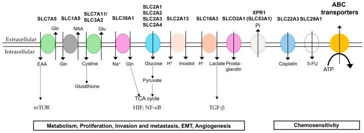 https://cdn.ncbi.nlm.nih.gov/pmc/blobs/cb9b/12072478/7c94e0dd57de/ijms-26-04310-g001.jpg