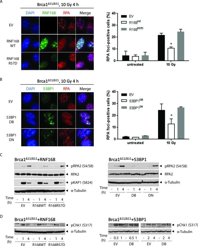 https://cdn.ncbi.nlm.nih.gov/pmc/blobs/cbae/4446425/34da671a6843/gkv336fig4.jpg