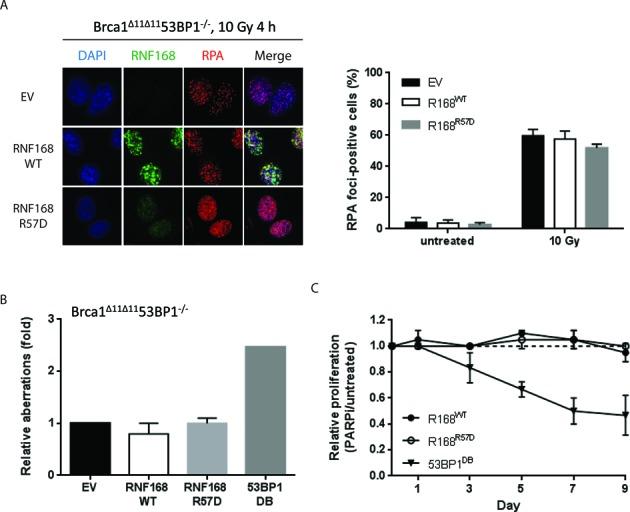 https://cdn.ncbi.nlm.nih.gov/pmc/blobs/cbae/4446425/b588abd15c64/gkv336fig5.jpg