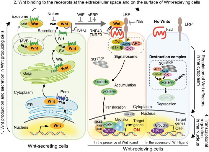 https://cdn.ncbi.nlm.nih.gov/pmc/blobs/cbba/11126518/716a208be357/11626_2024_855_Fig1_HTML.jpg